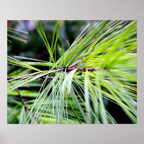 white pine needles poster