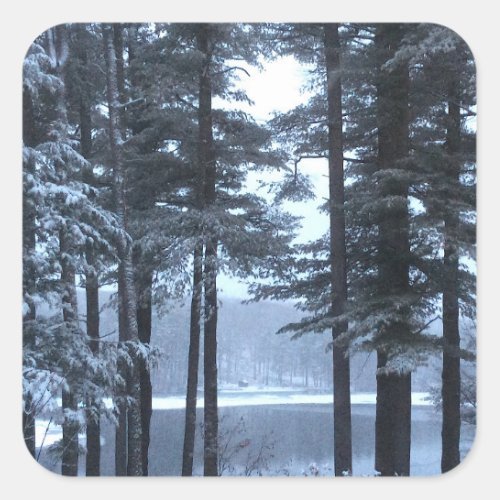 White Pines in Blue Light ___ Square Sticker