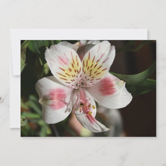White/Pink Alstroemeria Flower Invitation (Front)