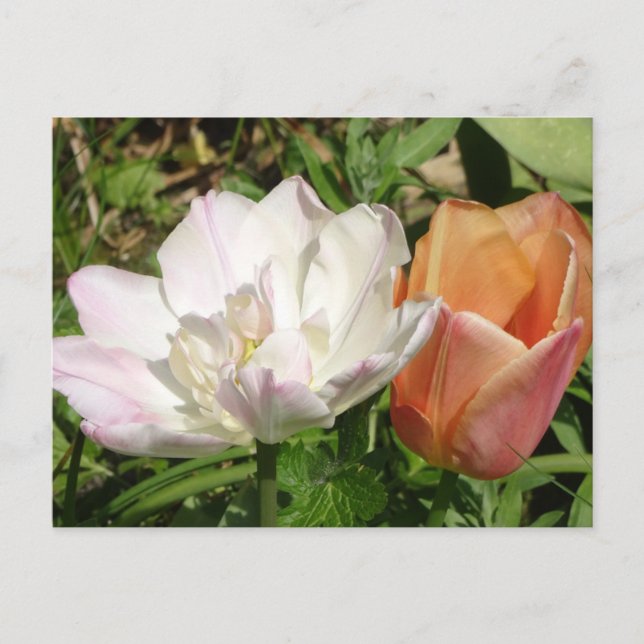 White Pink and Orange Tulips DIY Postcard (Front)