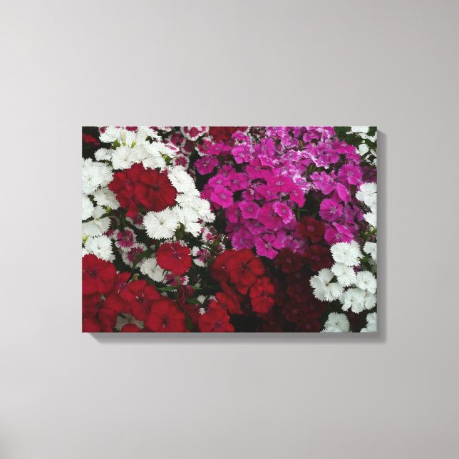 White, Pink and Red Dianthus Floral Canvas Print (Front)