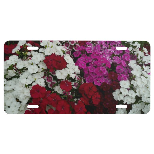 White, Pink and Red Dianthus Floral License Plate (Front)