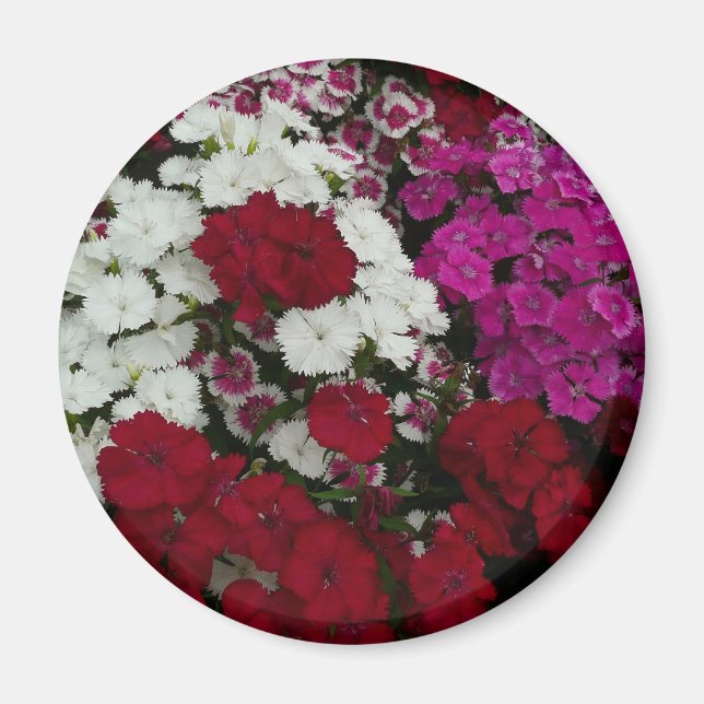 White, Pink and Red Dianthus Floral Magnet (Front)