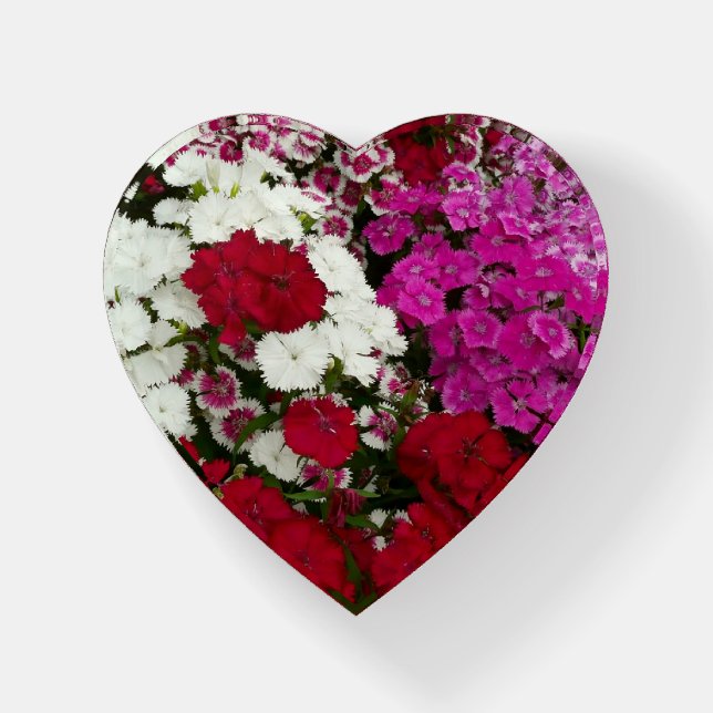 White, Pink and Red Dianthus Floral Paperweight (Front)