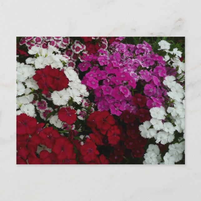 White, Pink and Red Dianthus Floral Postcard (Front)