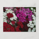 White, Pink and Red Dianthus Floral Postcard