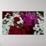 White, Pink and Red Dianthus Floral Poster