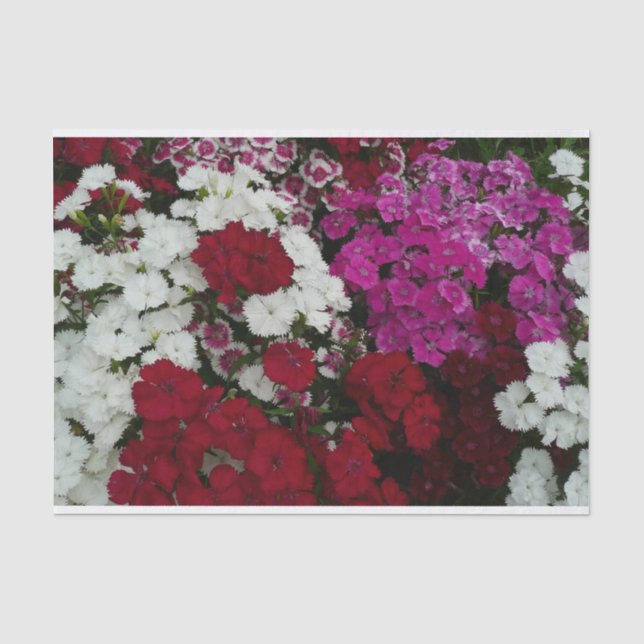 White, Pink and Red Dianthus Floral Tissue Paper (Front)