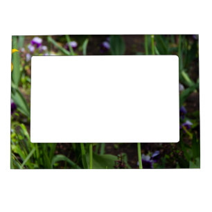 White, pink and yellow tulips in the garden    magnetic frame