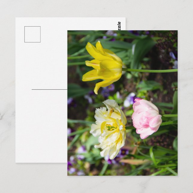 White, pink and yellow tulips in the garden  postcard (Front/Back)