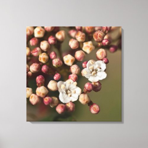 White Pink Bud Flower Floral Botanical Photography Canvas Print