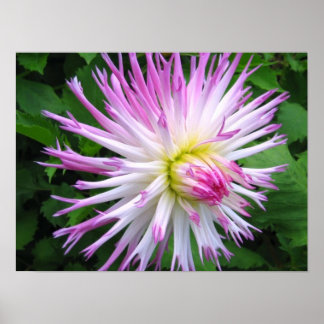 White pink dahlia - Poster