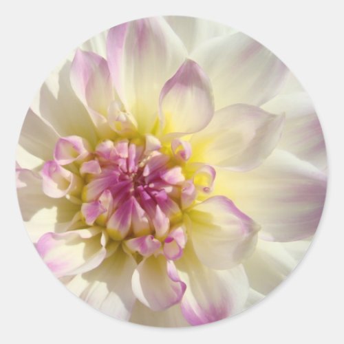 White Pink Floral stickers Dahlia Flowers custom