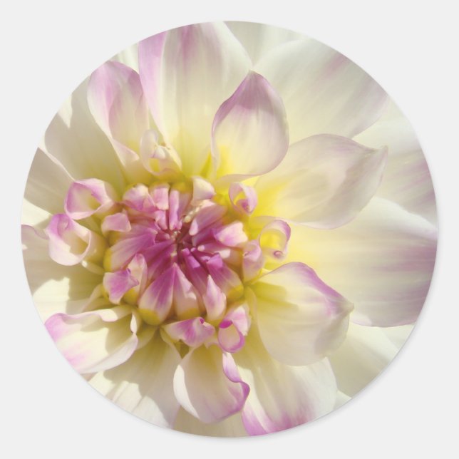 White Pink Floral stickers Dahlia Flowers custom (Front)
