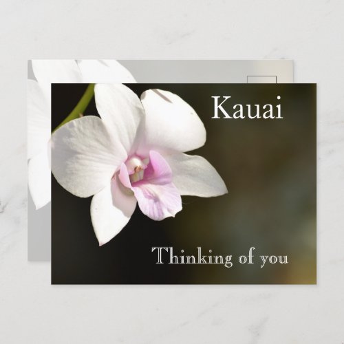 White Pink Orchid Flower Kauai Hawaii Postcard