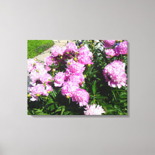 White Pink Peony Flower Canvas Print