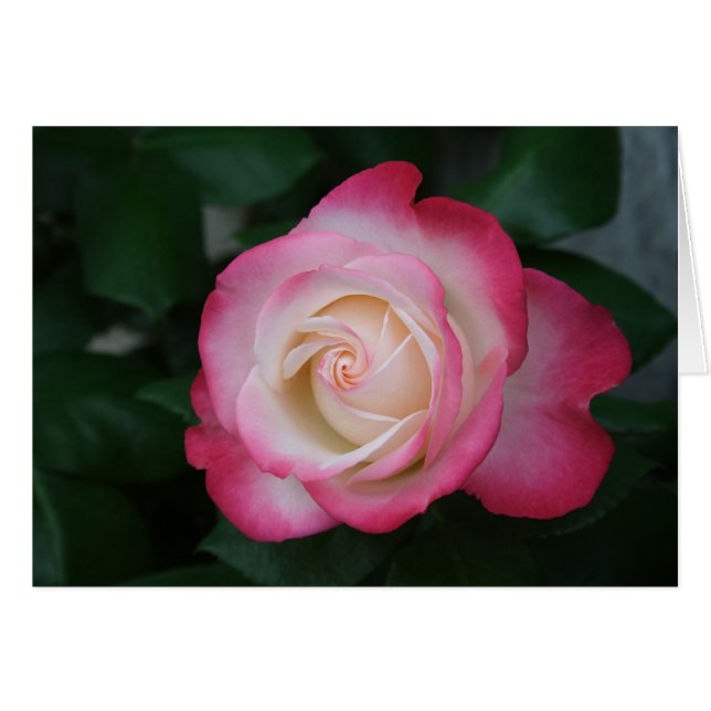 White-Pink Rose (Front Horizontal)