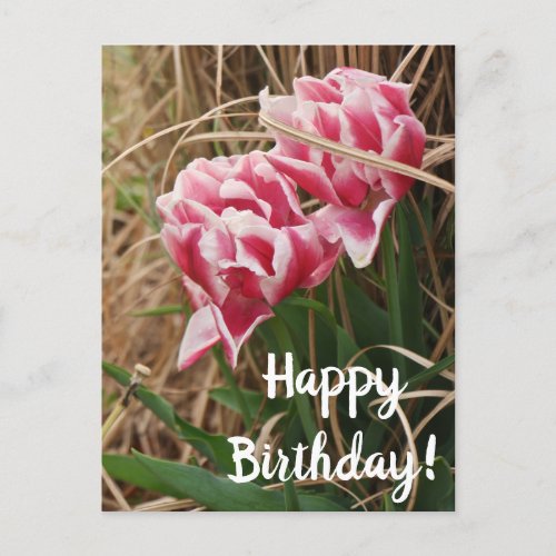 White  Pink Tulips Birthday Postcard