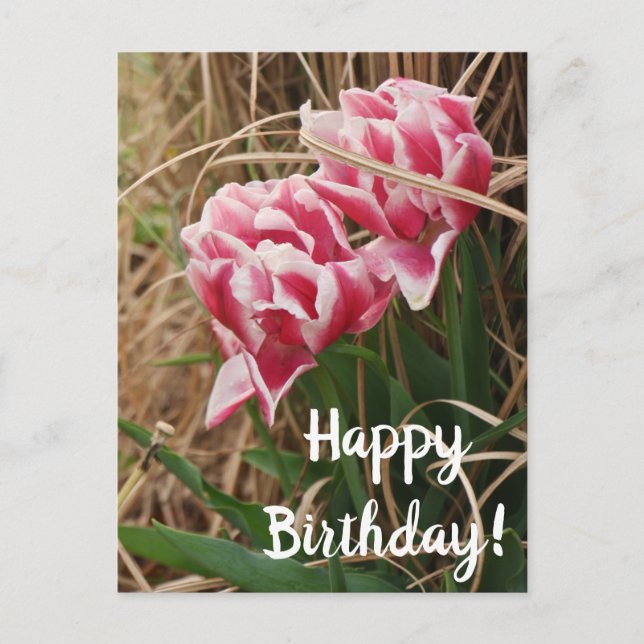 White & Pink Tulips Birthday Postcard (Front)