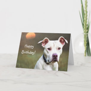 Pitbull Bikini Birthday Card 