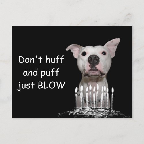 White Pitbull Birthday Postcard