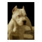 White pitbull poster