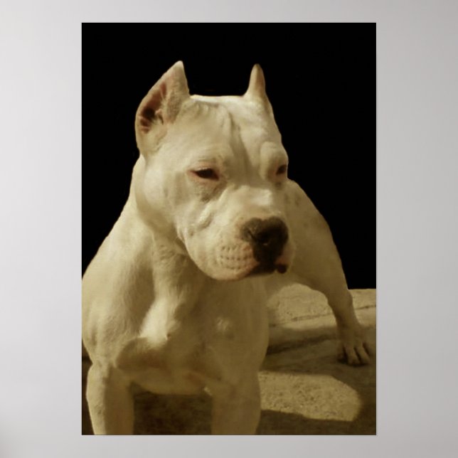 White pitbull poster (Front)