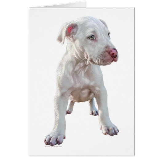 White Pitbull Puppy (Front)