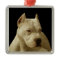 White Pitbull Terrier