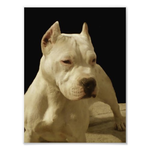 White Pitbull Terrier Photo Print