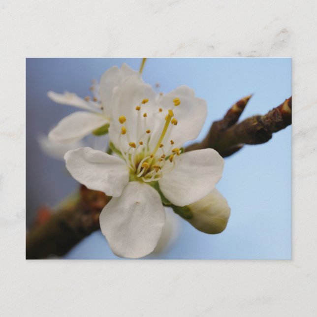 White Plum Blossom Postcard (Front)