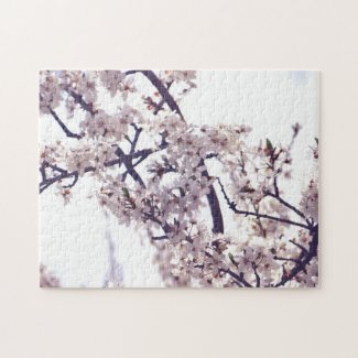 White Plum Blossom Spring Tree Nature Photography