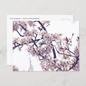 White Plum Blossom Spring Tree Nature Photography