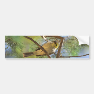 White-plumbed Honeyeater Bumper Sticker
