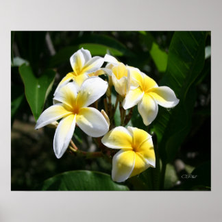 White Plumeria Art Print