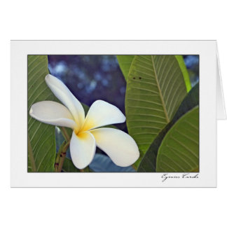White Plumeria Cards
