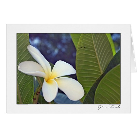 White Plumeria Cards (Front Horizontal)