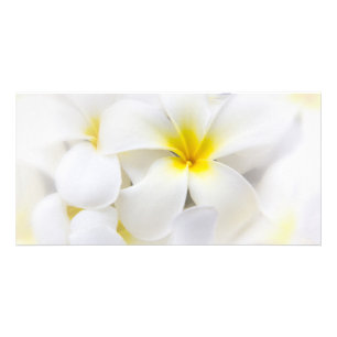 White Plumeria Flower Frangipani Floral Flowers Card