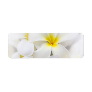 White Plumeria Flower Frangipani Floral Flowers Label