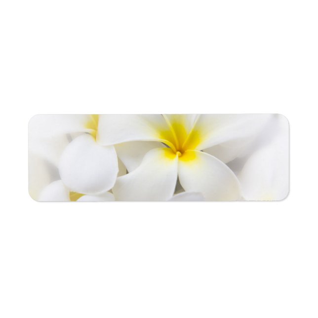 White Plumeria Flower Frangipani Floral Flowers Label (Front)