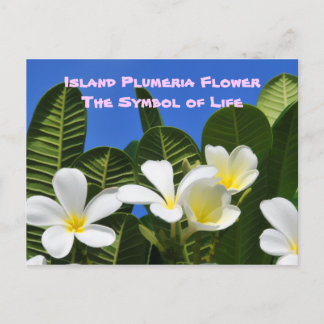 White Plumeria Flower Hawaiian Postcard