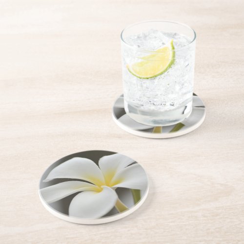 White Plumeria Flower Kauai  Coaster