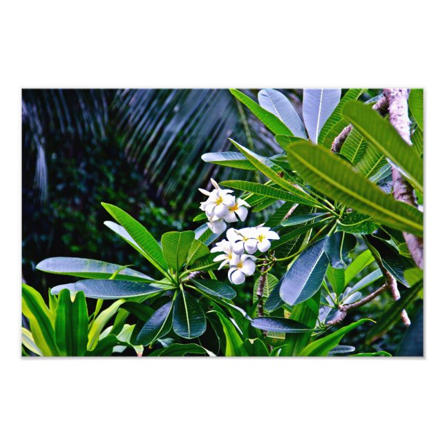 White Plumeria Flowers Photo Print (Front)