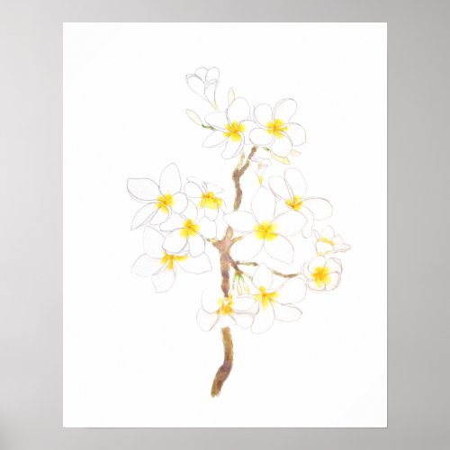 white Plumeria  frangipani flowers  ink and water Poster