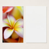 White Plumeria Frangipani Hawaii Flower Hawaiian (Front & Back)