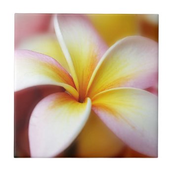 White Plumeria Frangipani Hawaii Flower Hawaiian Ceramic Tile by SilverSpiral at Zazzle