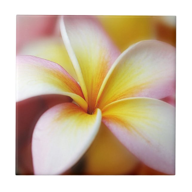 White Plumeria Frangipani Hawaii Flower Hawaiian Ceramic Tile (Front)
