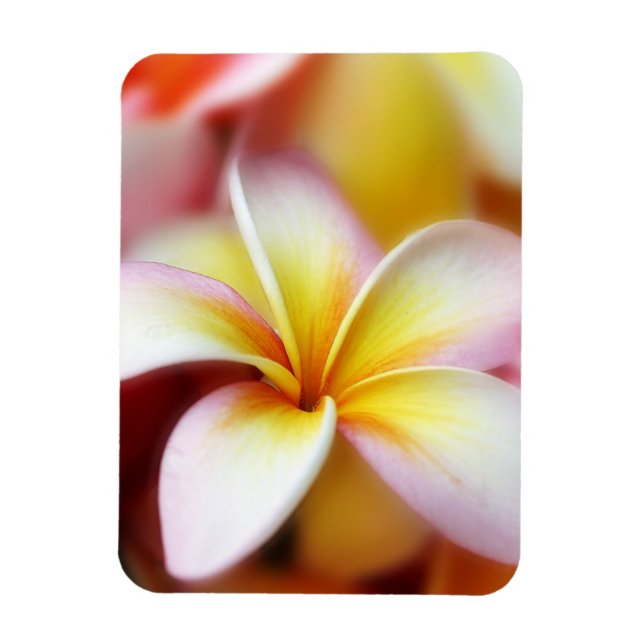 White Plumeria Frangipani Hawaii Flower Hawaiian Magnet (Vertical)