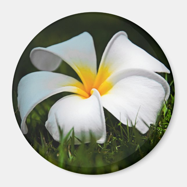 White Plumeria Frangipani Hawaii Flower Magnet (Front)