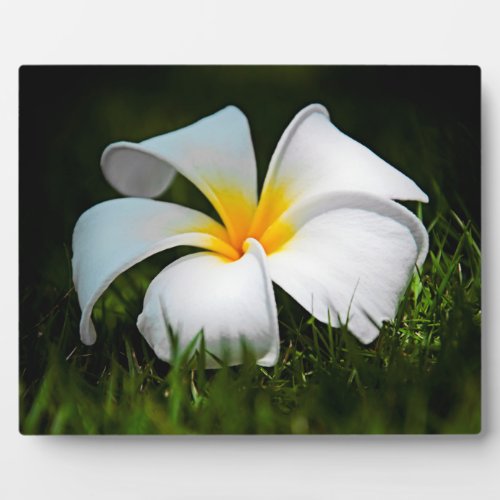 White Plumeria Frangipani Hawaii Flower Plaque
